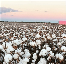 Ag Cotton