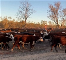 Ag Droving Cattle Sally Rigney