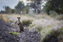 Wallaby