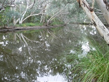 Waterways Bollon Wallum Ck   Magic reflections