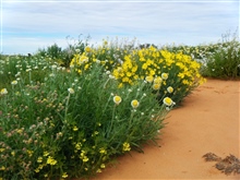 Wildflowers RMcD