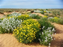 Wildflowers RobMcD